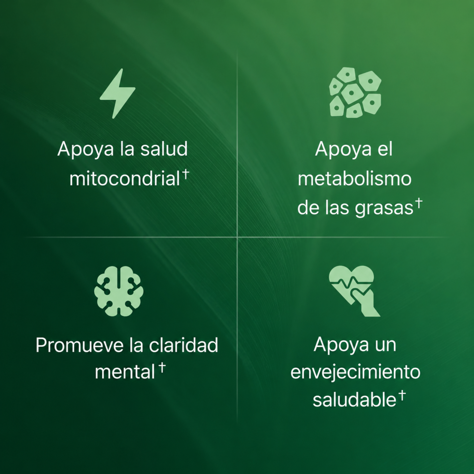 Producto Amla 2